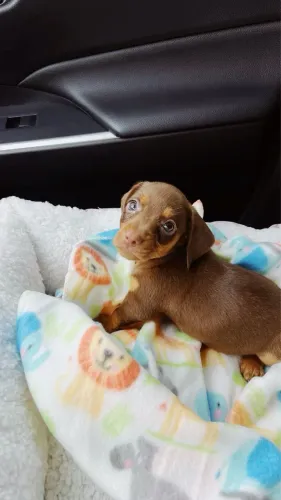 Filhote fêmea Basset dachshund chocolate