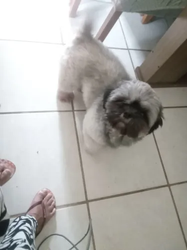 Vendo um cachorro