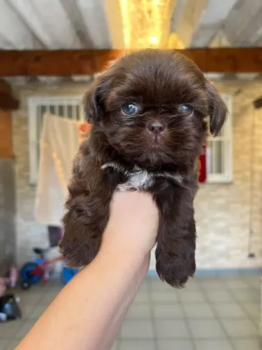 Shih-Tzu chocolate sólido 