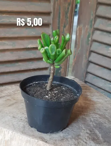 Suculentas