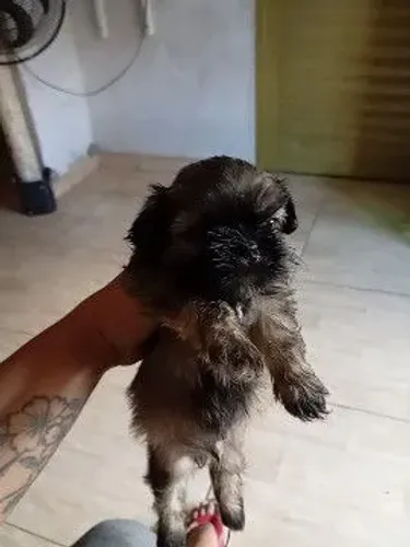 Shitzu mini