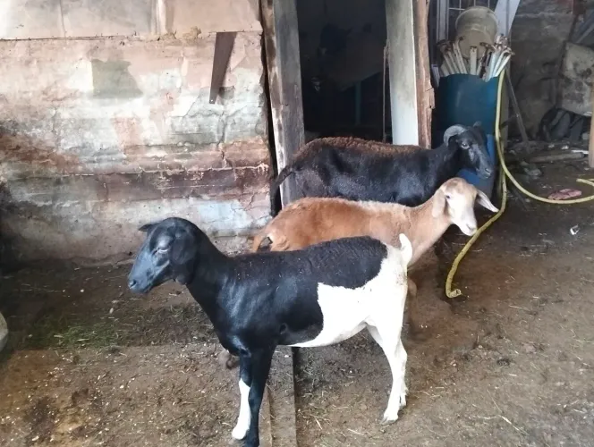 Ovelhas de raça 
