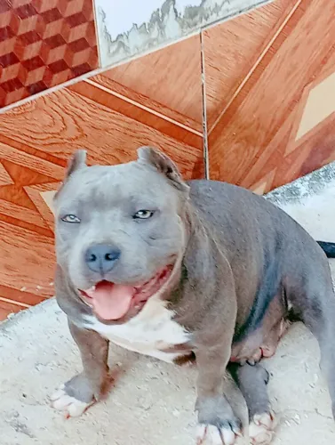 Cadela top muito dócil e ótimo temperamento ... Obs : ela não é micro ?