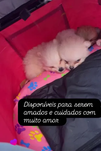 Vendo filhotes de Lulu 