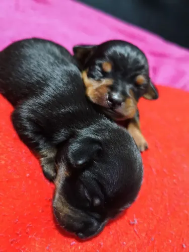 FILHOTE DE PINSCHER 