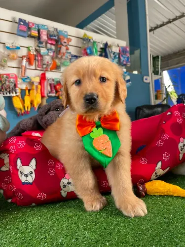 Filhote de Golden Retriever machinho R$ 2.800,00