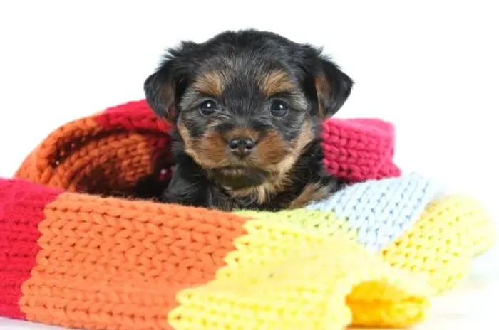 Filhote de Yorkshire Muito Amor em Um Pequeno Companheiro