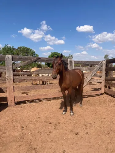Vendo cavalo manso