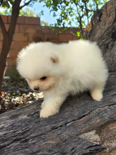 Spitz alemão 
