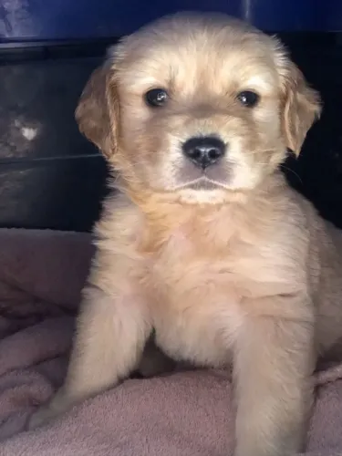 Golden Retriever