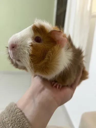 Porquinho da índia (Macho, 3 meses)