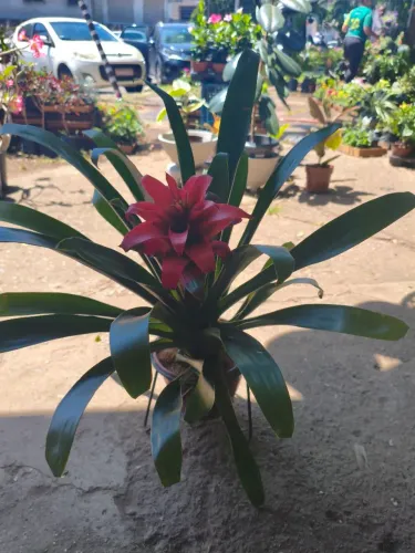 Planta Bromélia Guzmania 