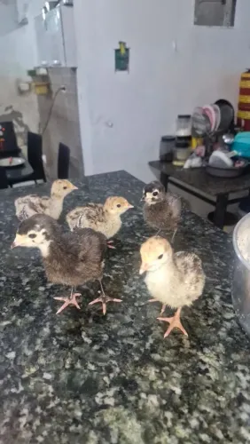 Vende se filhote de perú