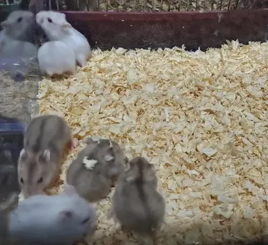 Hamster anao russo, chines e sirio(leia o anuncio)