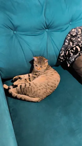 Gatinho jovem e alegre