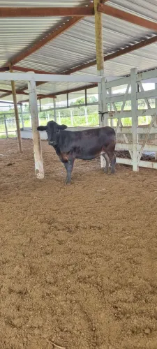 Mini vaca