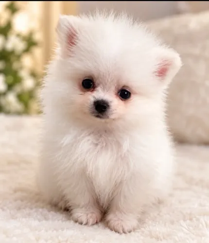 Spitz alemão fêmea micro baby face com pedigree.