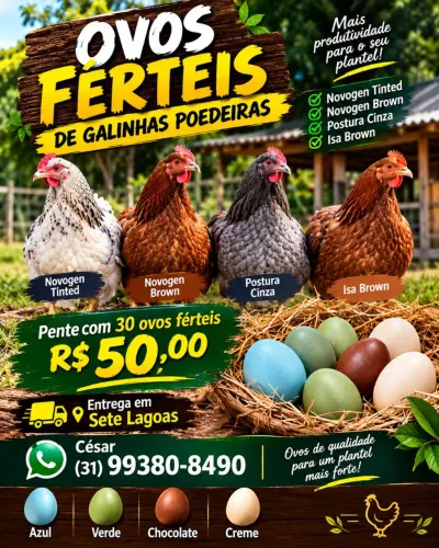 Ovos Férteis Galinhas Poedeiras Novogen