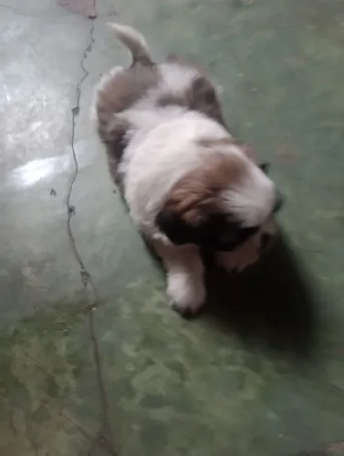 Cachorro