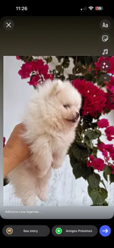 Spitz alemão anão