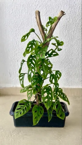 Vendo Planta Monstera