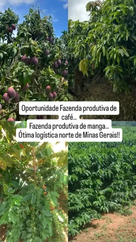 Fazenda plantio de manga em Minas Gerais !!!Montes Claros -Mg