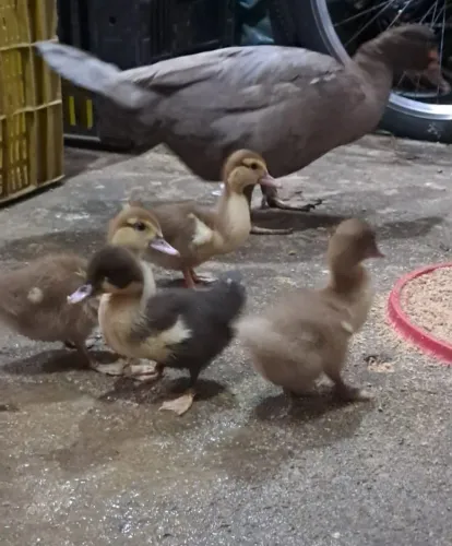 Vendo patinhos