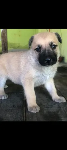 Vendo 2 machos e duas fêmeas