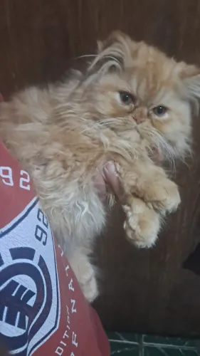 Lindo gatinho persa filhote