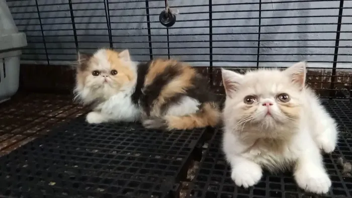 Filhotes persas e exóticos