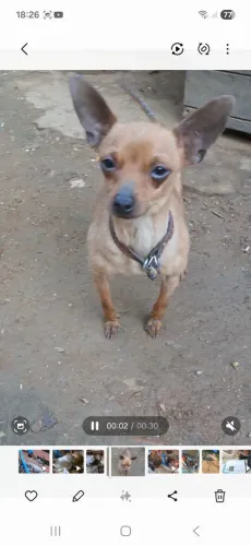 Cachorro  pincher macho 
