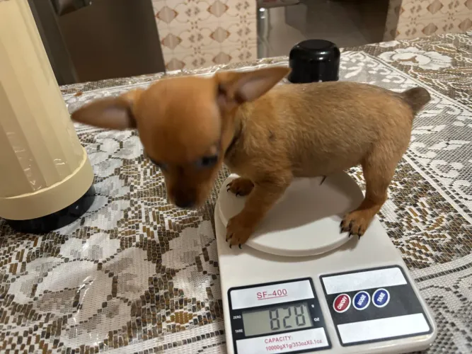 Pinscher 0 machinho disponível
