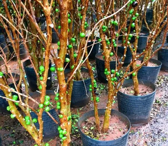 Frutíferas e ornamentais 
