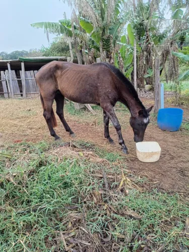 Égua lusitana