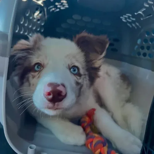 Filhotes de Border Collie | Patinhas que deixam tudo melhor