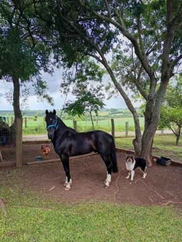 Cavalo Picasso