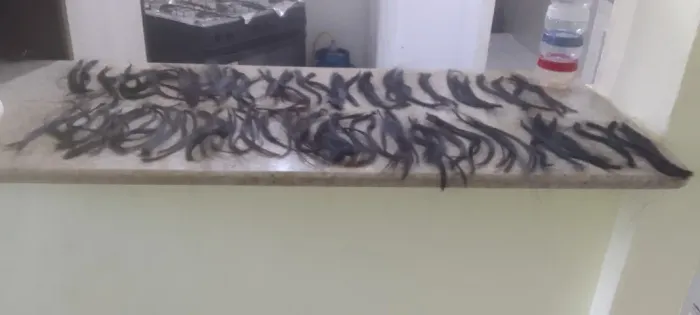 Cabelo humano