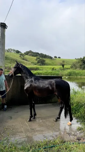 Cavalo registrado/ marcha picada