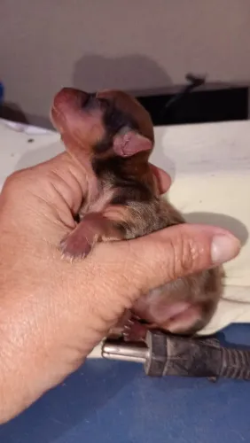 Cachorro pinscher n1 700,00