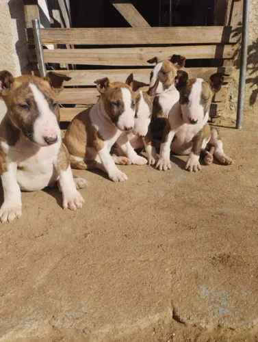 Bull Terrier