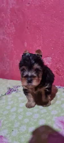 Vendo filhote de Yorkshire macho