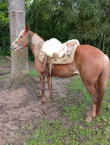 Égua