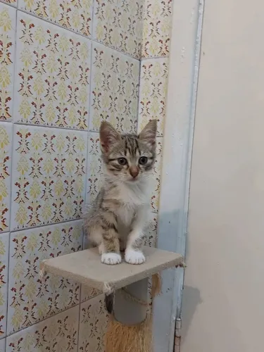Adoção responsável 
