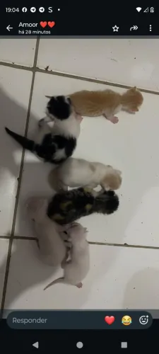 Doação de Gatinhos solitarios