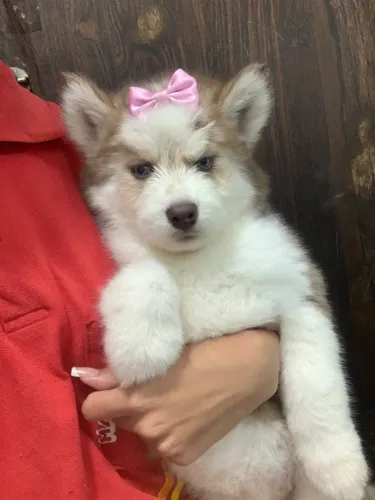 Vendo filhote de husky siberiano fêmea R$900