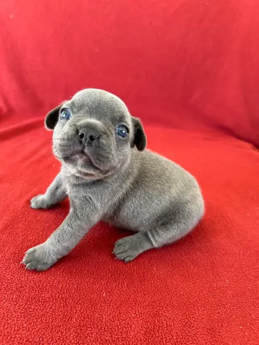 Filhotes para reserva buldogue francês 