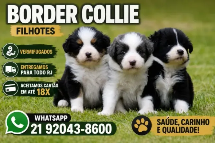 Border Collie raça pura macho e femea legitimos lindos