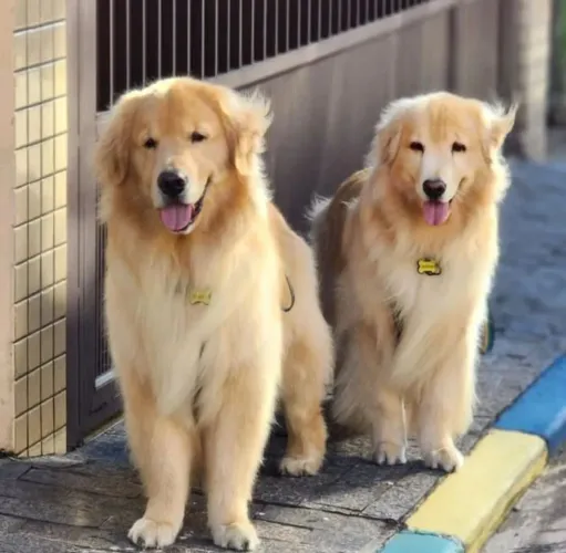 Golden retriever o melhor amigo da familia
