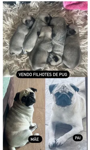 Vendo filhote pug