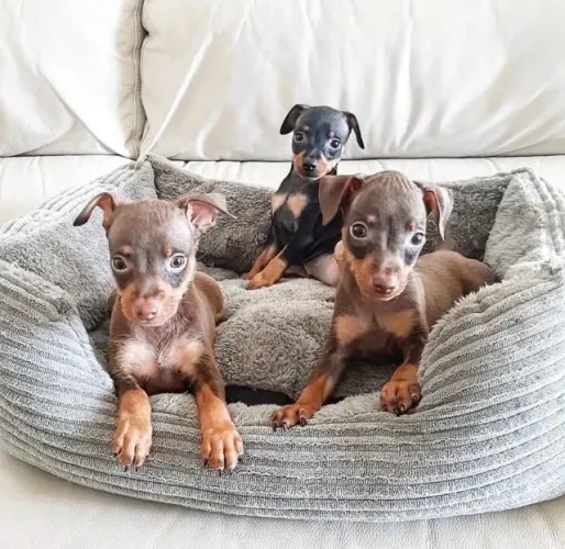 Oportunidade: Pinscher Miniatura macho e fêmea com garantia